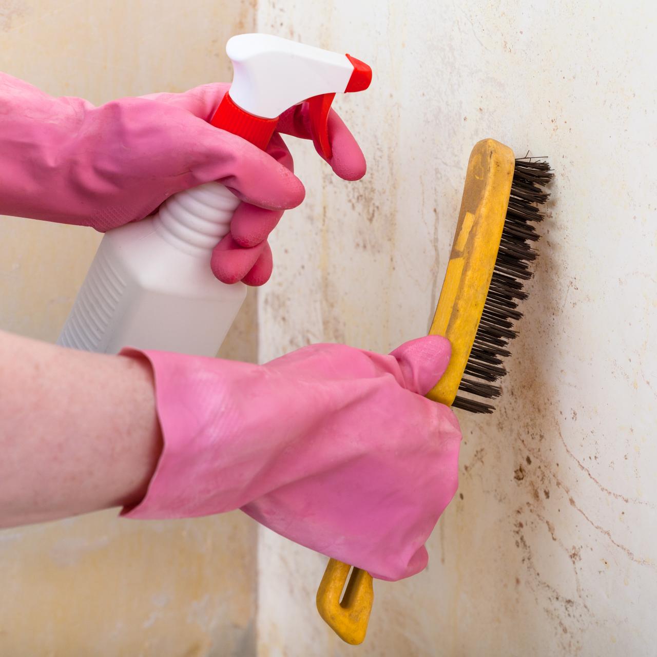 An image of two hands in pink rubber gloves holding a spray bottle and brush against a wall that has mold on it